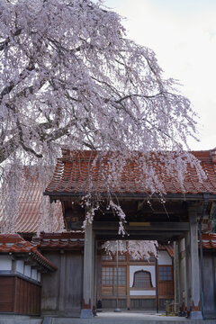 The weeping cherry tree at Gokurakuji Temple is in full bloom
