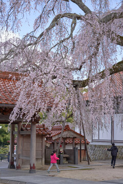 The weeping cherry tree at Gokurakuji Temple is in full bloom