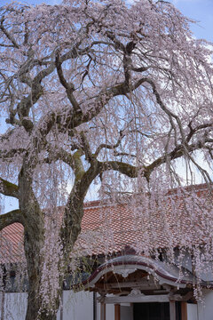 The weeping cherry tree at Gokurakuji Temple is in full bloom