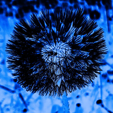 Cyanotype Image Dandelion Flower In Blue White Design.