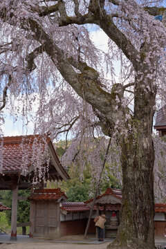 The weeping cherry tree at Gokurakuji Temple is in full bloom
