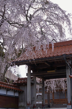 The weeping cherry tree at Gokurakuji Temple is in full bloom