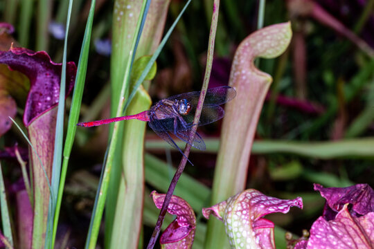 a pitcher plant that eats insects