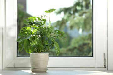 Beautiful monstera in pot on wooden window sill. Space for text