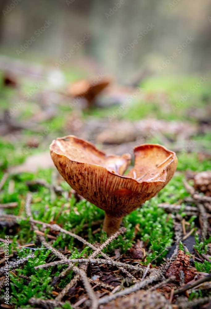 Poster Vertical shot of a brown roll-rim fungus (Paxillus involutus) growing in the forest