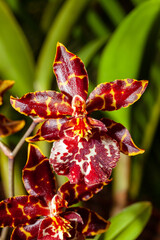 a beautiful dancing lady orchid