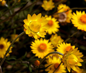 Everlasting daisies last for a long time