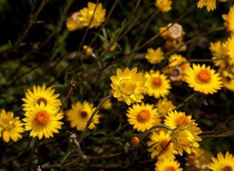 Everlasting daisies last for a long time