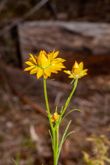 Everlasting daisies last for a long time