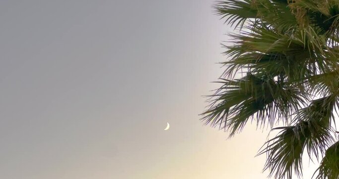 Looking up on palm tree leaves moving softly in the wind on clear evening sky and bright crescent. Background with large copy space. Tropical summer view from below 