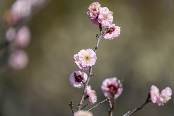 冬の日差しを浴びて輝く満開のピンクの梅＠大阪