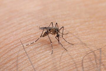 Striped mosquitoes are eating blood on human skin. Mosquitoes are carriers of dengue fever and malaria.Dengue fever is very widespread during the rainy season.