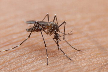 Striped mosquitoes are eating blood on human skin. Mosquitoes are carriers of dengue fever and malaria.Dengue fever is very widespread during the rainy season.