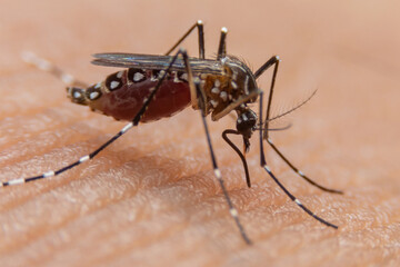 Striped mosquitoes are eating blood on human skin. Mosquitoes are carriers of dengue fever and malaria.Dengue fever is very widespread during the rainy season.