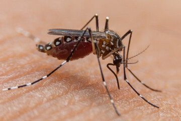 Striped mosquitoes are eating blood on human skin. Mosquitoes are carriers of dengue fever and malaria.Dengue fever is very widespread during the rainy season.