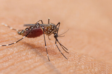 Striped mosquitoes are eating blood on human skin. Mosquitoes are carriers of dengue fever and malaria.Dengue fever is very widespread during the rainy season.