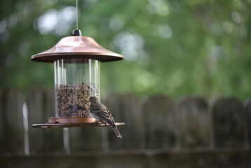 feeder in the garden