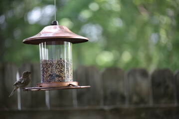 bird on feeder