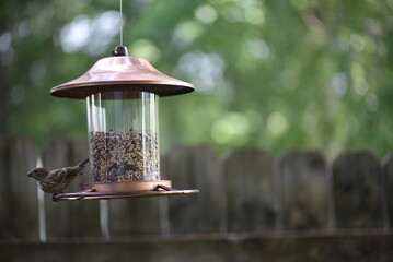 bird on feeder