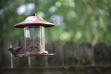 bird on feeder