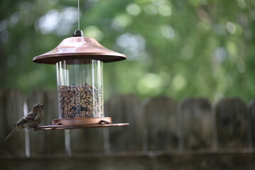 bird in feeder