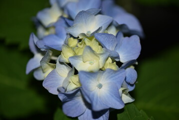 blue and white flower