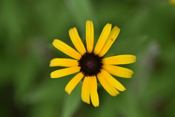 yellow flower
