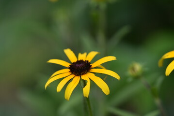 yellow flower in the garden