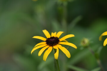 yellow flower