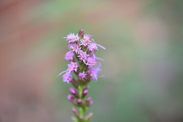 close up of a flower