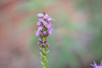 Obraz premium bee on flower