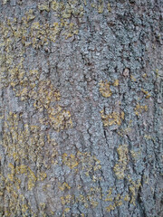 Tree trunk bark background with yellow, brown and gray shades