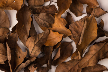 hojas secas, hojas, hojas de otoño, hoas caidas, texturas de hojas