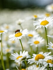 Obraz na płótnie Canvas bee flower