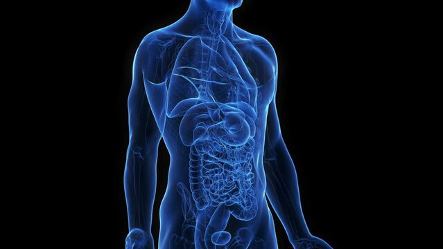 3d rendered medical animation of pancreas  cancer