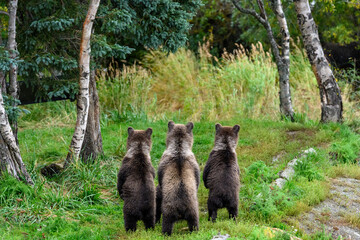 Young bear cubs standing up watching for mother bear, cubs looking into the distance, Katmai National Park, Alaska
