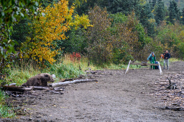 Brown bear asleep on the beach of Nak Nak lake, visitors beyond the safety barrier, Katmai National...