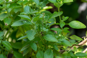 basil plant in residential location for fresh consumption