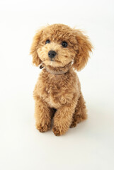 トイ・プードル