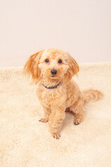 トイ・プードル