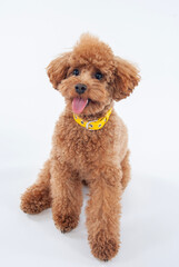 トイ・プードル dog