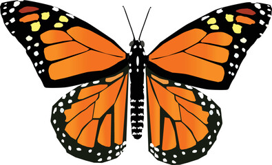 Fototapeta premium butterfly isolated on white background