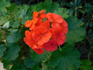 Orange flowers of garden or zonal geranium or pelargonium zonale or hortorum