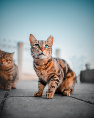 Fototapeta na wymiar Cat in Istanbul