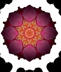 lotus flower on a red background - a mandala image