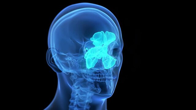 3d rendered medical animation of the sinuses