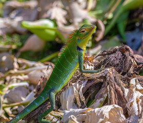 Green forest lizard