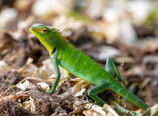 Green forest lizard