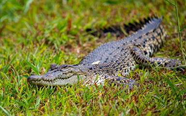 Crocodile