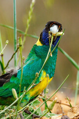 28 Ringneck Parrot in Western Australia